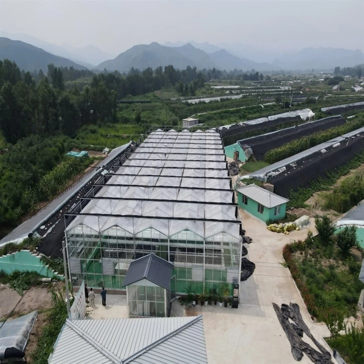 Venlo Style Greenhouse suppliers